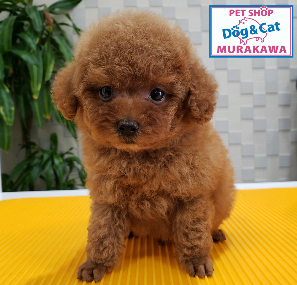 兵庫県姫路市にあるpet Shop Murakawa ペットショップ ムラカワ 姫路大津店