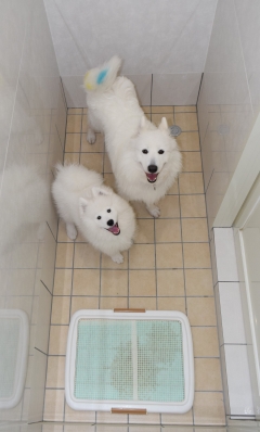 ペットホテル